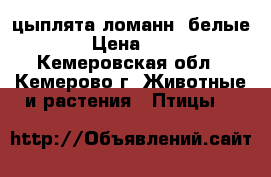 цыплята ломанн (белые) › Цена ­ 80 - Кемеровская обл., Кемерово г. Животные и растения » Птицы   